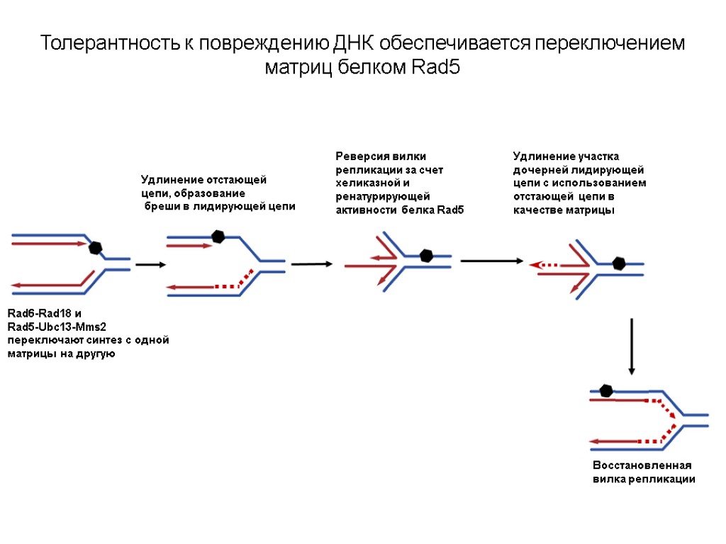 Толерантность к повреждению ДНК обеспечивается переключением матриц белком Rad5 Rad6-Rad18 и Rad5-Ubc13-Mms2 переключают синтез